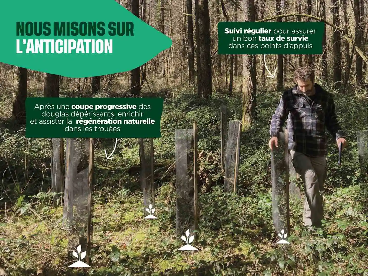 Comment éviter les coupes forestières intensives ? Cœur de Forêt mise sur l’anticipation et l’irrégularisation. 