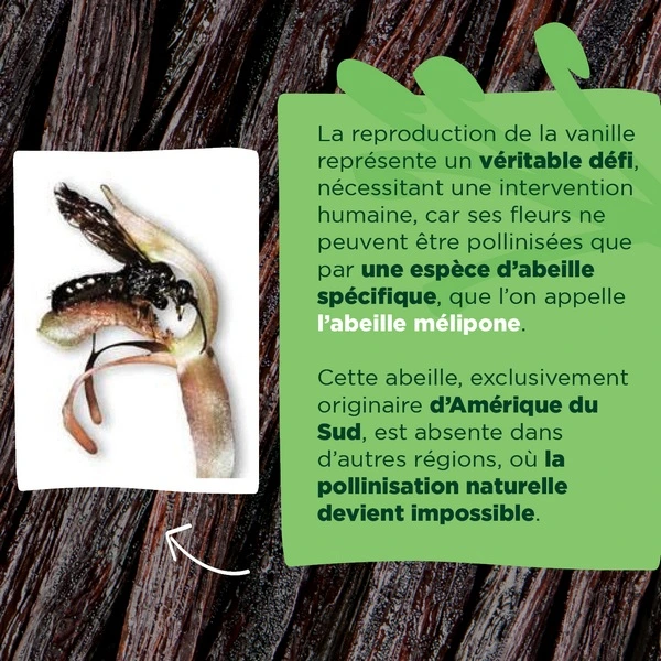L'abeille mélipone qui permet la reproduction de la vanille