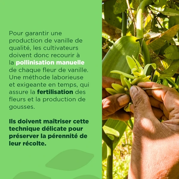 A travers le monde, les cultivateurs de vanille ont recours à la pollinisation manuelle