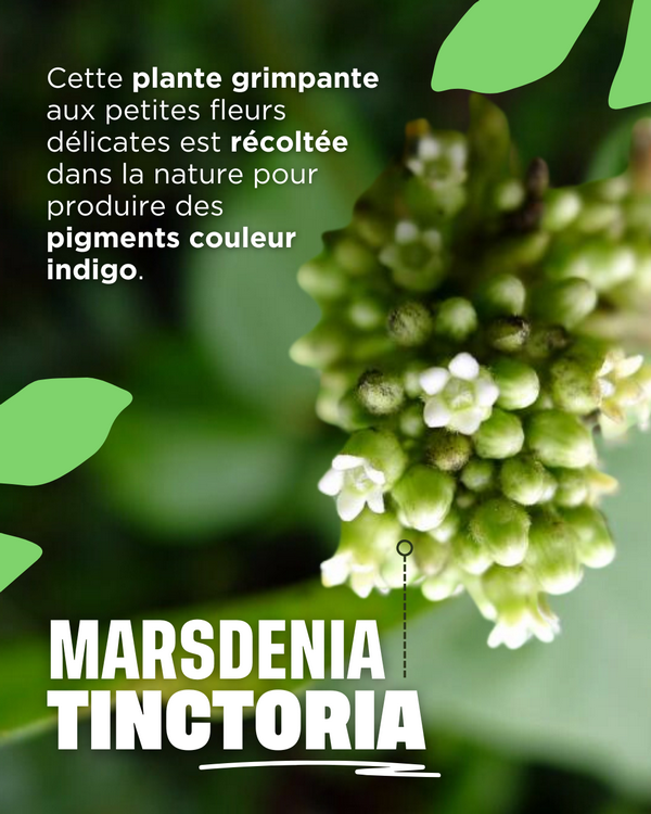 La Narsdenia Tinctoria