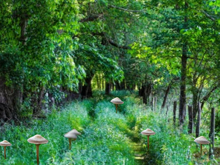 Embracing the Road Less Traveled: Mushrooms Inc.'s Journey as a Public Start-Up