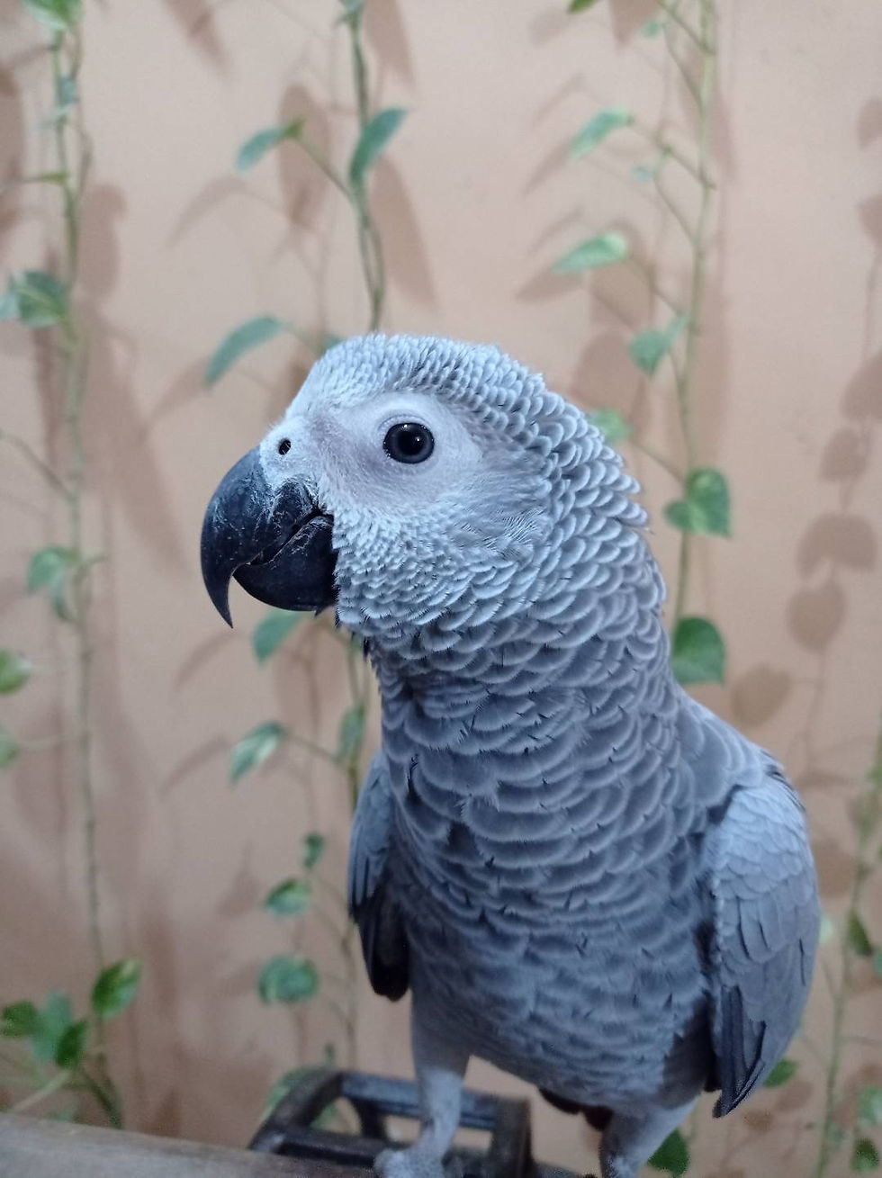 Thumbnail: Gray parrot chicks