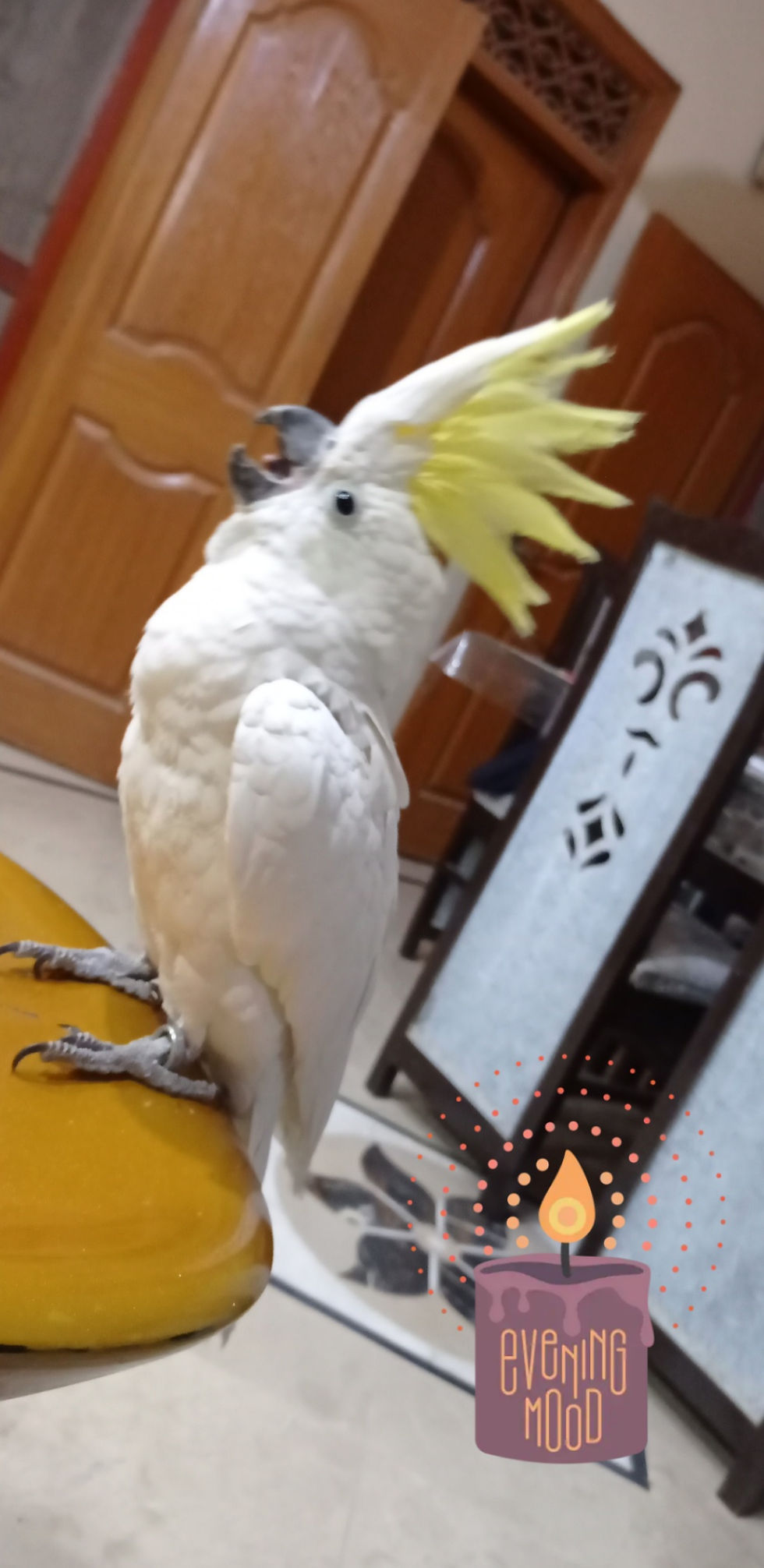 Thumbnail: Cockatoo