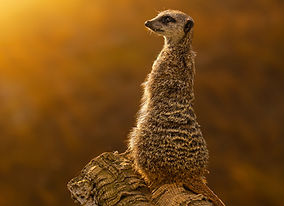 Meerkat1_edited.jpg