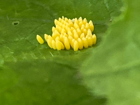 cabbage white butterfly eggs at Ford Park Ulverston