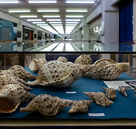 cupra_marittima_museo_malacologico_picen