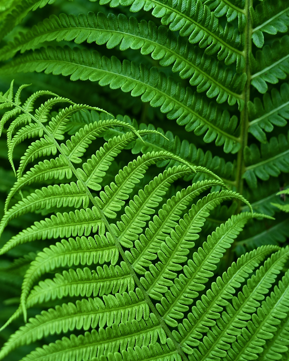 און מכבים מיצוק אנטי אייג'ינג ליפטינג