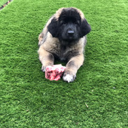 Bonnie 11 weeks
