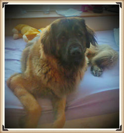 Kiara 18 months old