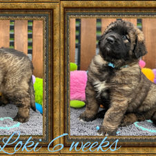 Loki week 6