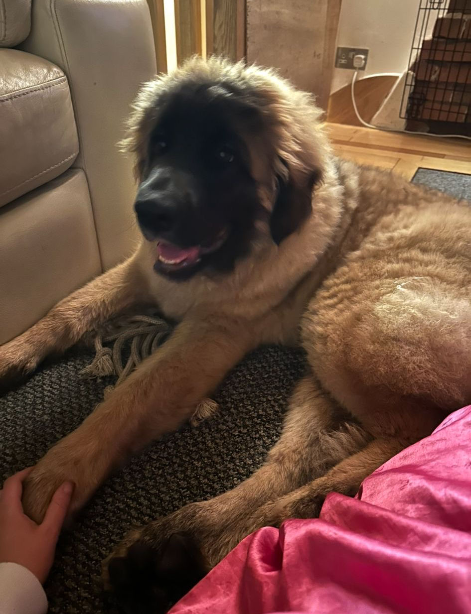 Loki 5 months in Isle of Wight