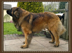 Aslan 3 years