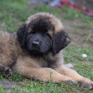 9 weeks