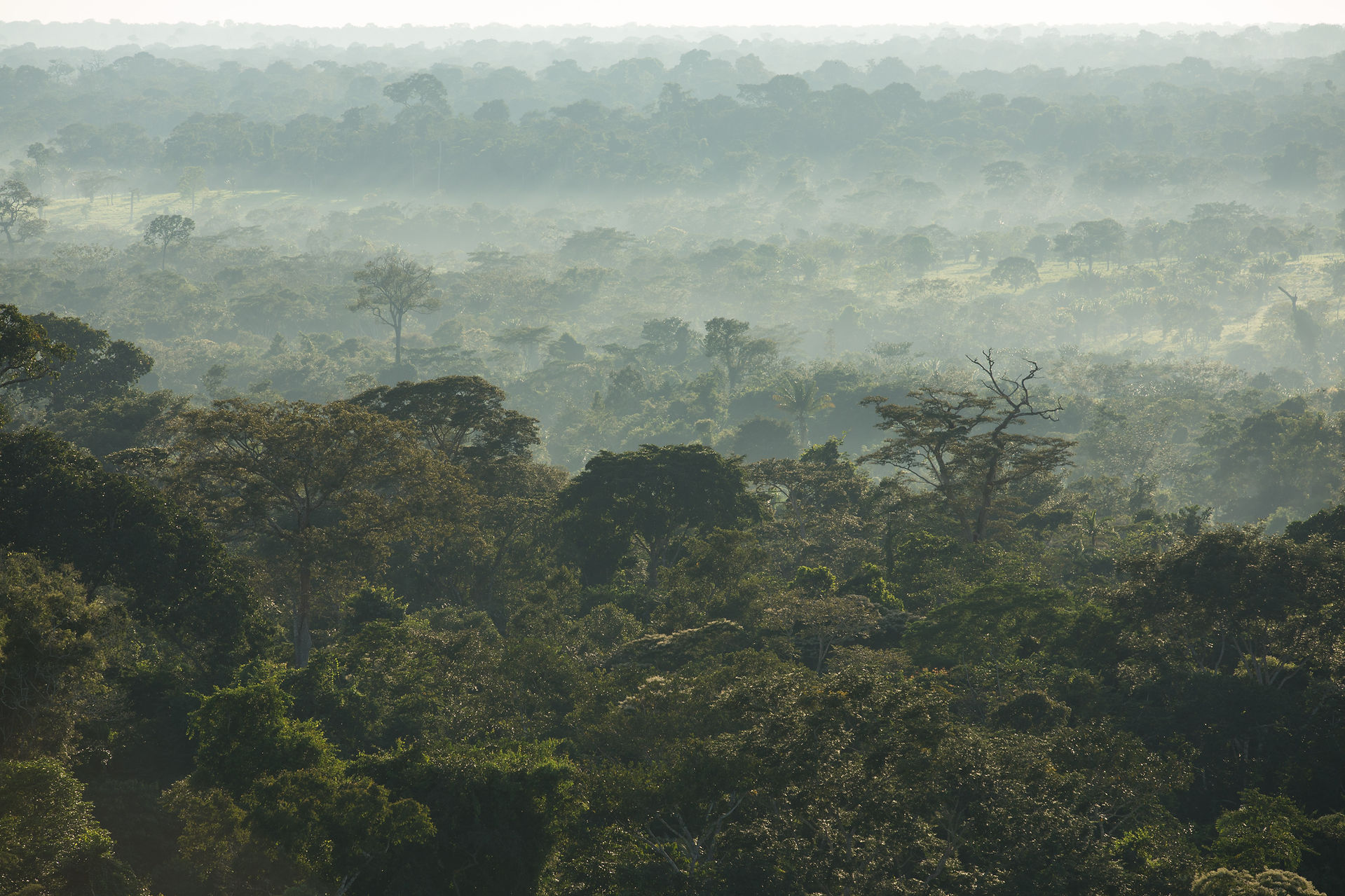 floresta_david parry.jpg