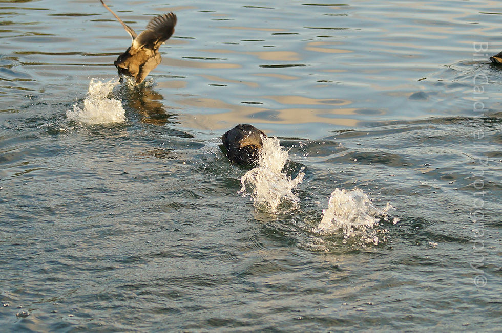 Coots