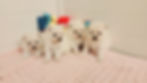 We start training our Pomeranian puppies when they are 4weeks old