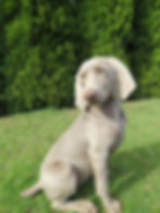 Weimaraner puppies Washington