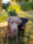 Labrador Puppies in Washington