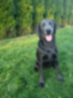 Labrador Puppies in Washington