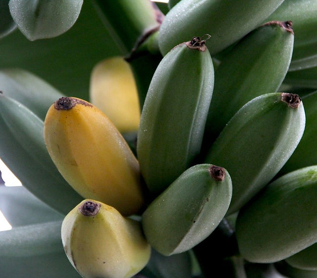 バナナ販売ページ | YUUMU FARM