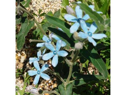 惟 yi 紫野京子の Website を更新しました。Tanka 短歌のページに「6月の短歌」を掲載しました。