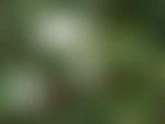 秋の花拾遺ー武蔵野萩