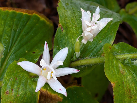 晩秋の花拾遺ー白花ホトトギス
