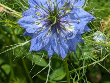 初夏の花拾遺ーニゲラ