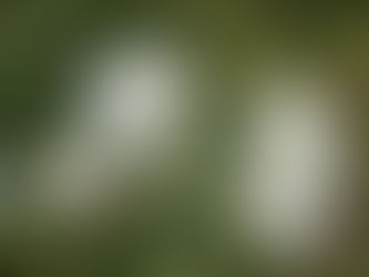 秋の花拾遺ー秋明菊