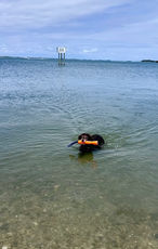 Swimming Near the Boat Launch