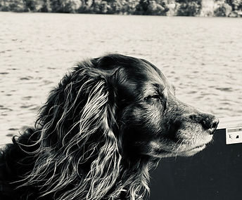 #boykin spaniel #Kampingwithkona #rvlifewith dogs # travelingwithdogs  #rvlife #fulltimerver #DogTravel #AdventureDog #TravelWithPets #PetFriendlyTravel #KonaAdventures #RVLifeWithDogs #WanderDog #DogLovers #CampingWithDogs #LifeOnTheRoad #BoykinSpaniel #AdventureBuddy #OutdoorDogs #RoadTripDog #TravelCompanion #DogAdventure #KonaTheTraveler
