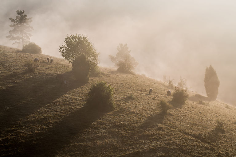 Dittingerweide 25.9.16.jpg