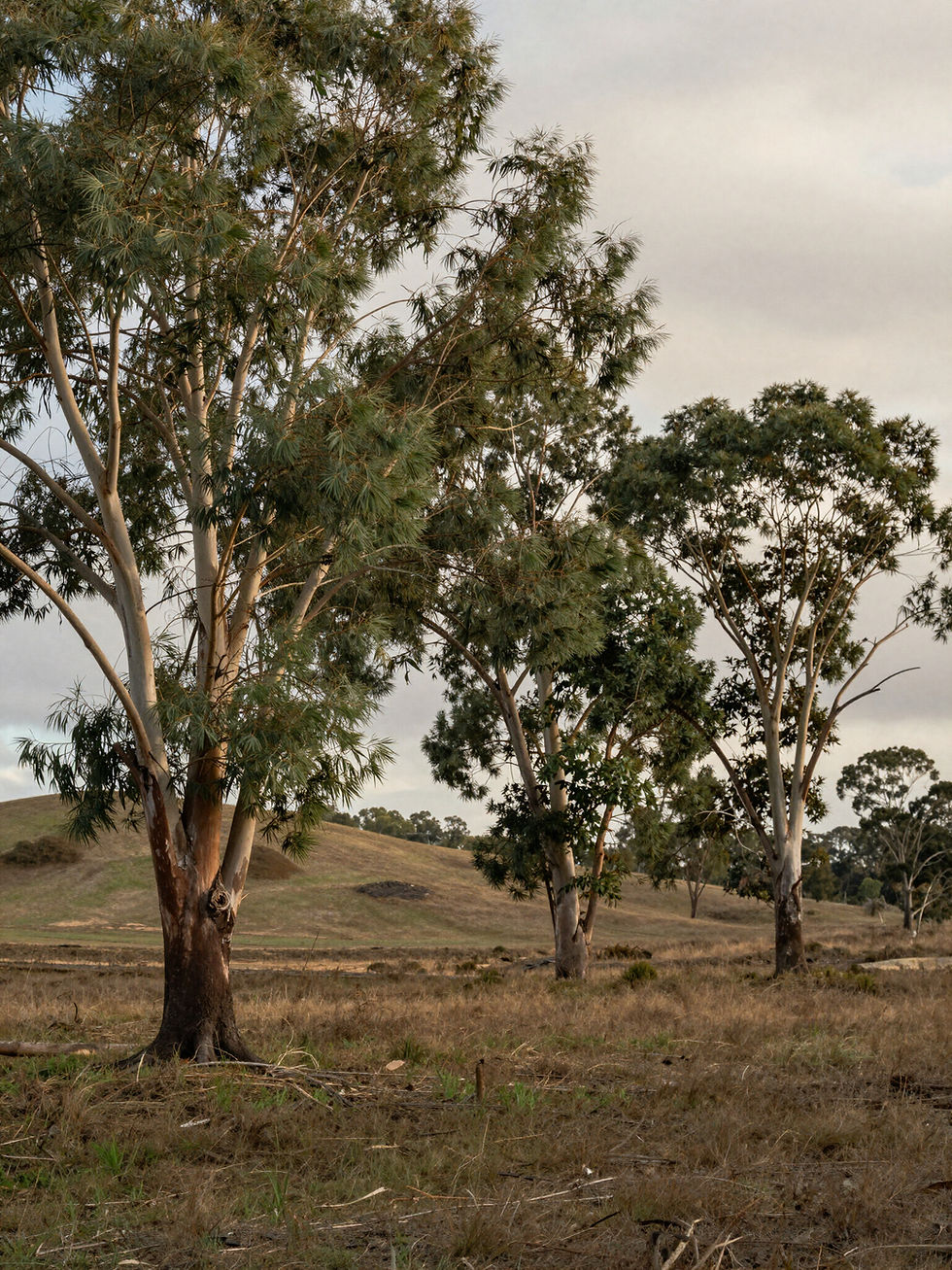 Australian eucalyptus trees representing grounded, neuroaffirming psychology care for neurodivergent adults at MindSpectrum Psychology