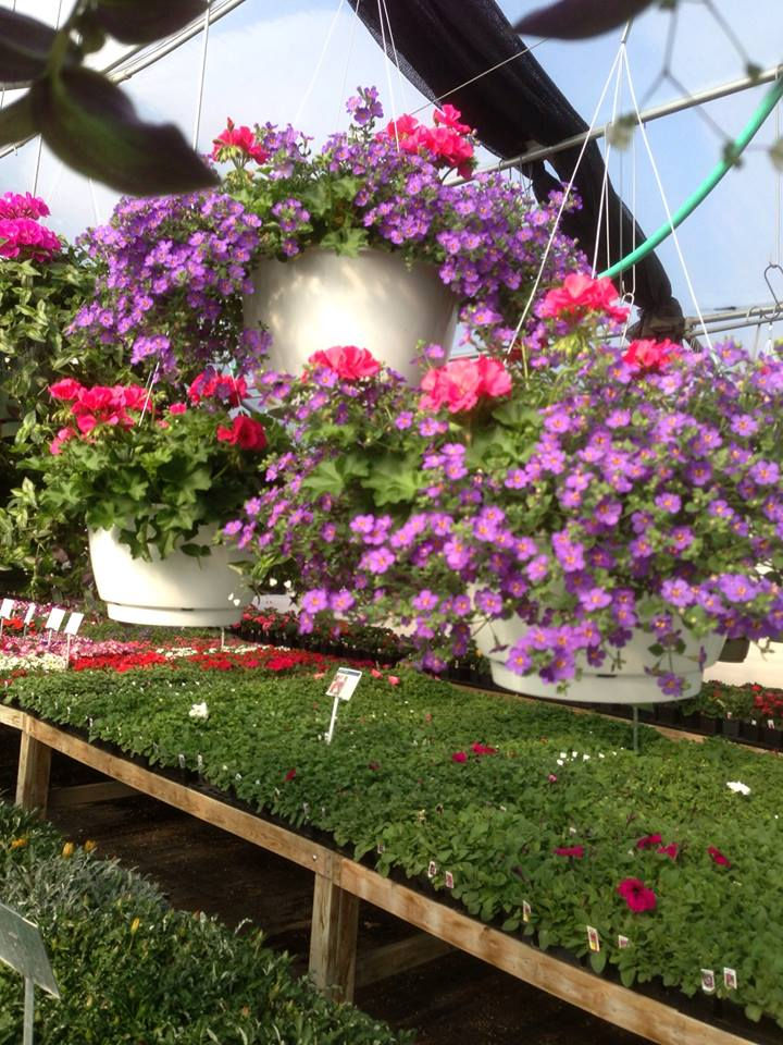 Helen's Country Greenhouse