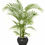 Thumbnail: Bamboo Palm 30cm