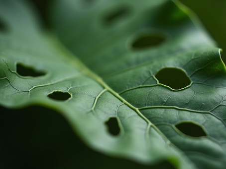 Caring for Your Delicious Monster Plant: A Guide to Delicious Monster Care