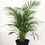 Thumbnail: Bamboo Palm 30cm
