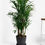 Thumbnail: Bamboo Palm 30cm