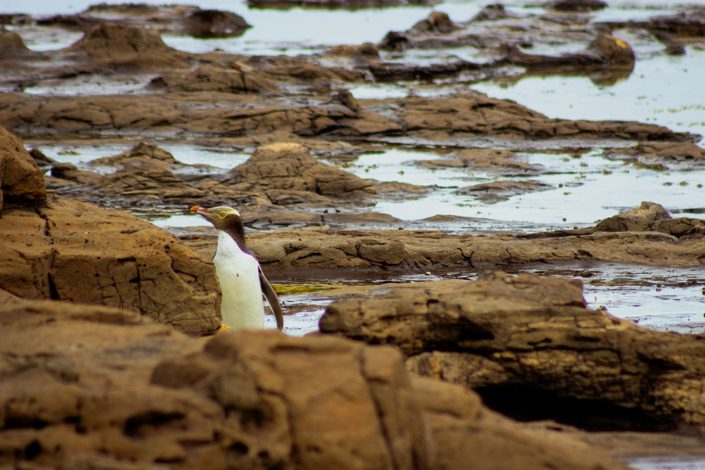 Yellow Eyed Penguin (Hoiho) - Otago