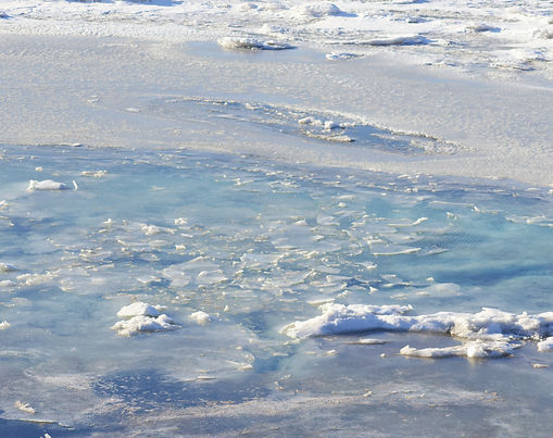 seal picnics
