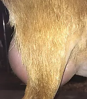 Parrish Farms API Dream Girl Udder Side .webp
