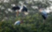 Canva%20-%20White%20Stork%20Perched%20Birds%20on%20Tree%20Branch_edited.jpg