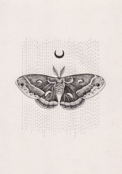 moth moon sketch