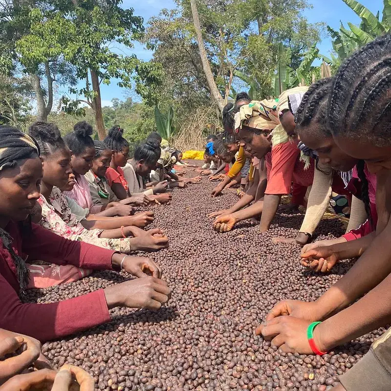 Thumbnail: Ethiopian Yirgacheffe