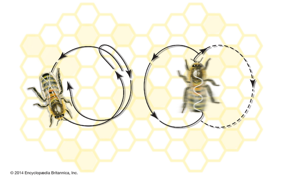 Dance movements of the honeybee: (left) round dance and (right) tail-wagging dance. Encyclopædia Britannica, Inc.