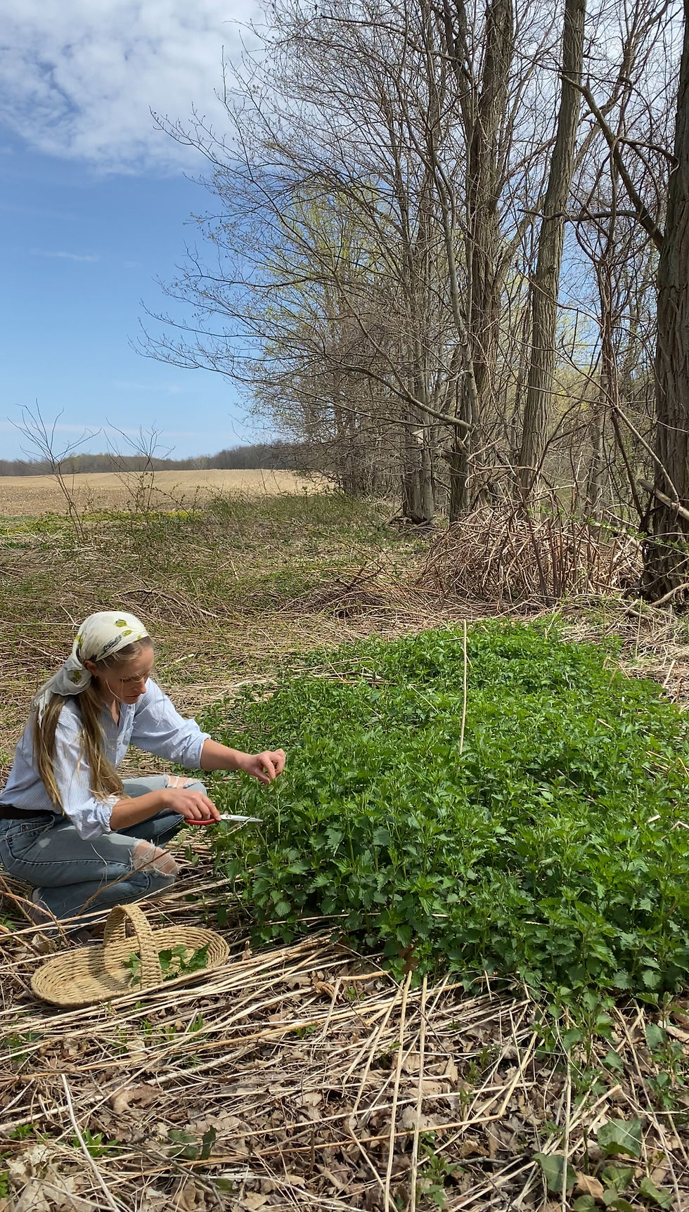 Thumbnail: Green Pastures Tallow Soap  (French Green Clay and Nettle)