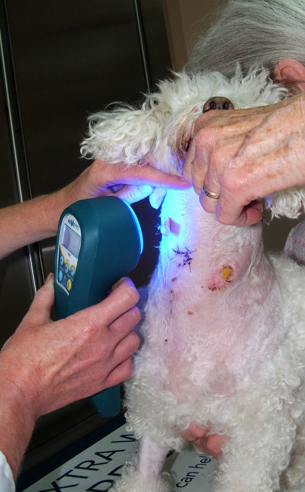 Cold Laser Therapy Helps Pets Heal And Relieves Pain!