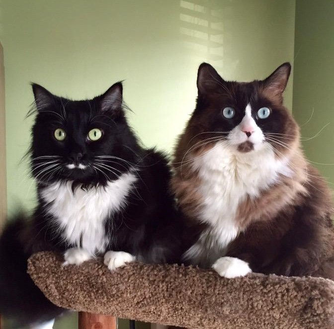 holistic cat vet near me