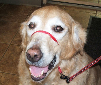 Emma the Golden Retriever has cloudy eyes caused by nuclear sclerosis