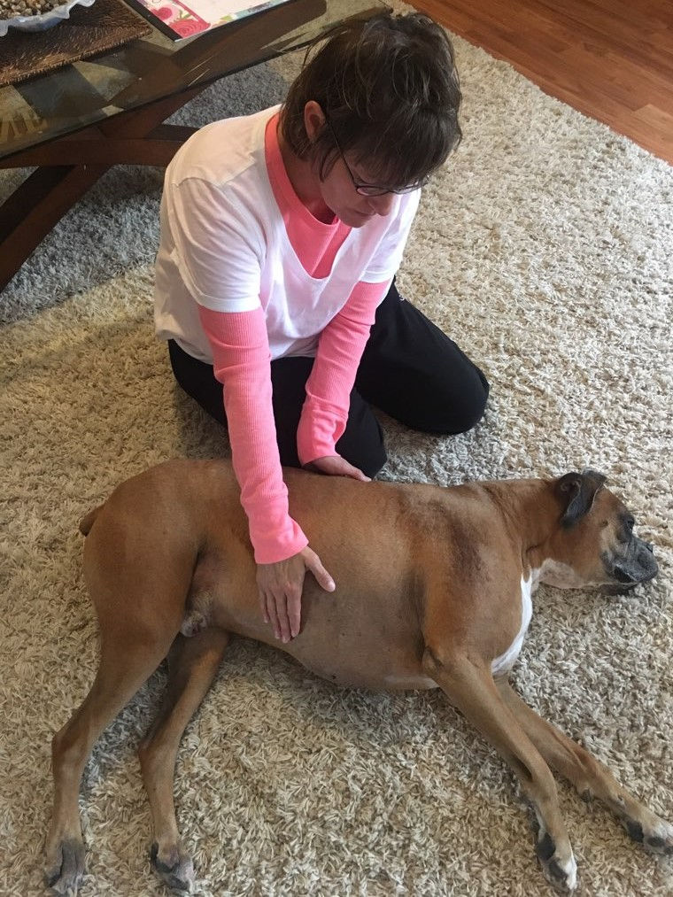 Elliott the dog is enjoying a Reiki session with Victoria Way